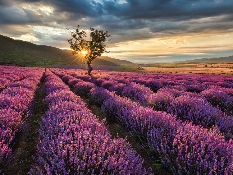 Campo de lavanda malva mañana Lienzo
