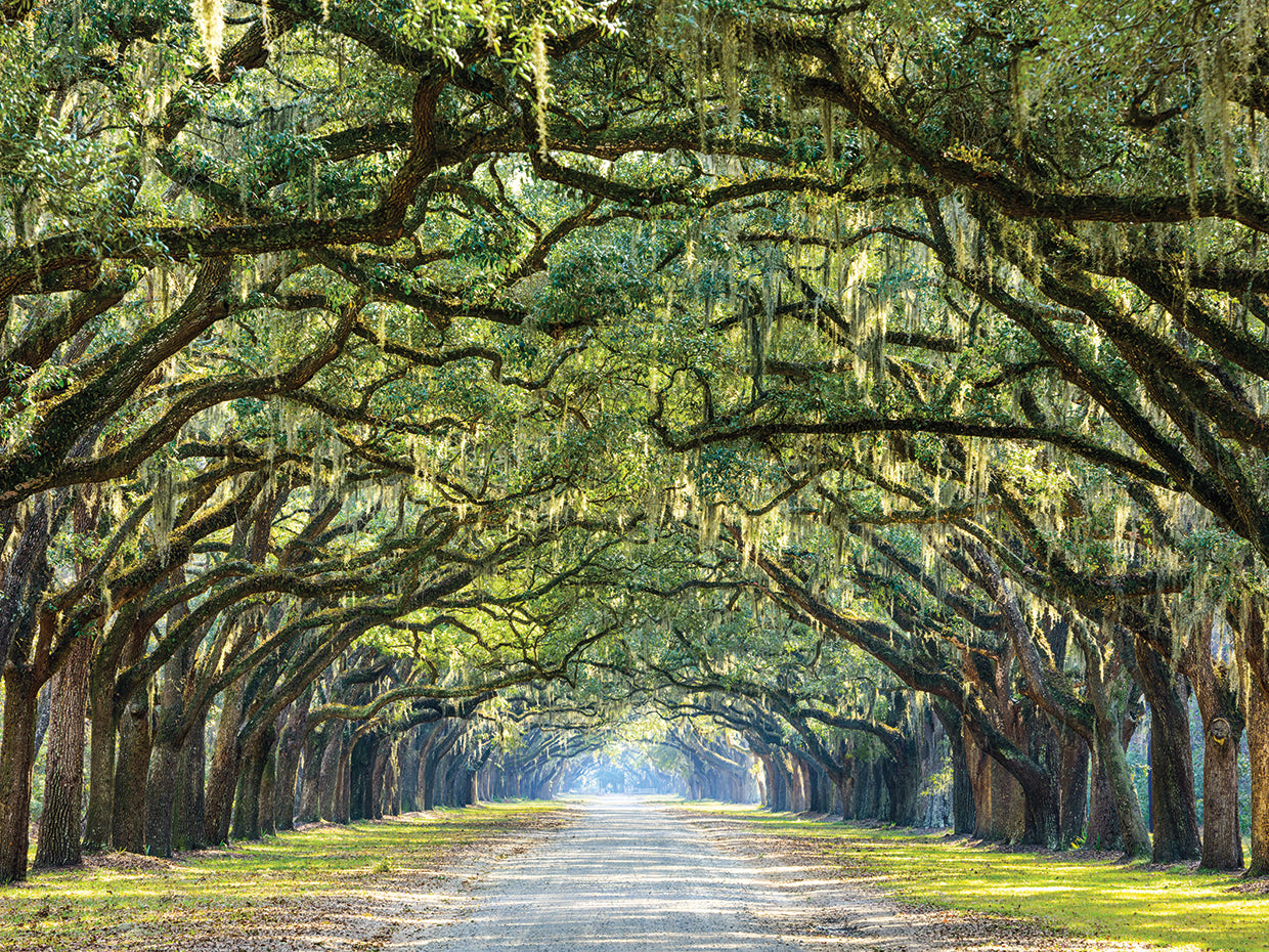 Savannah Oaks histórico Lienzo