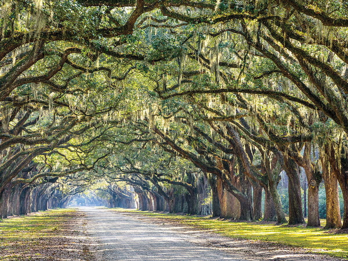 Storybook Oaks Savannah