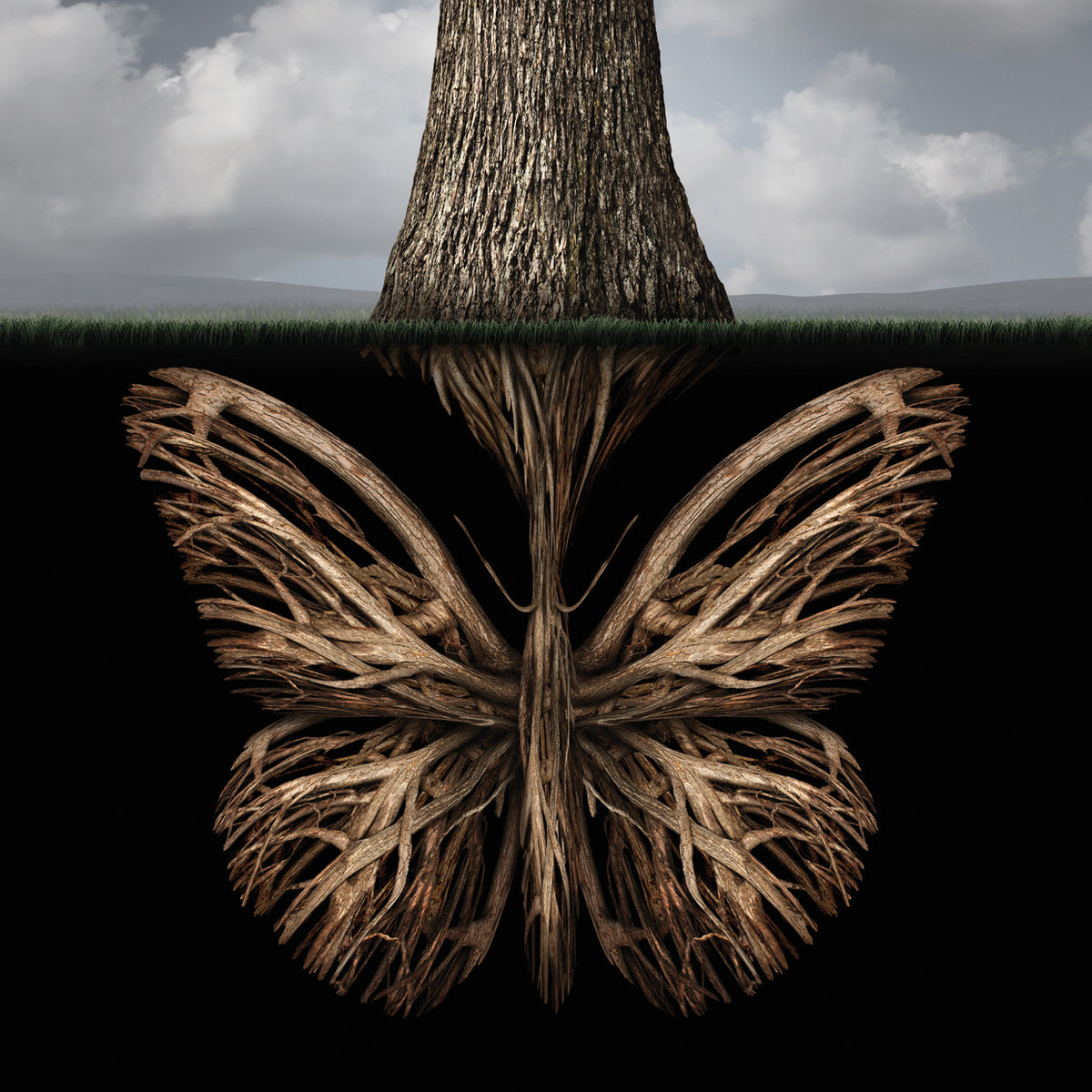 DP Gallery's Butterfly Tree Roots Canvas Art Prints | Fine Art Canvas