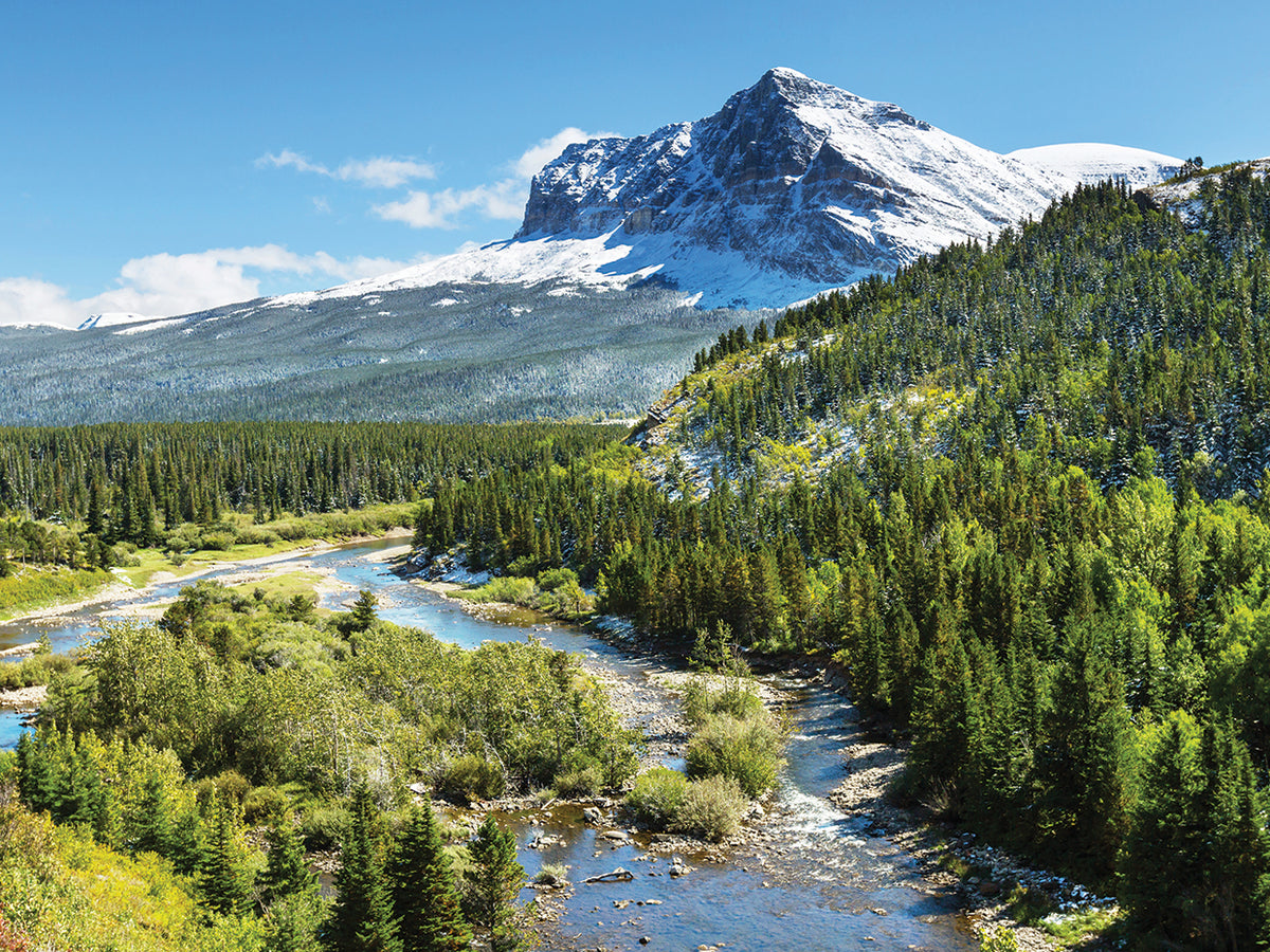Montana River Forest