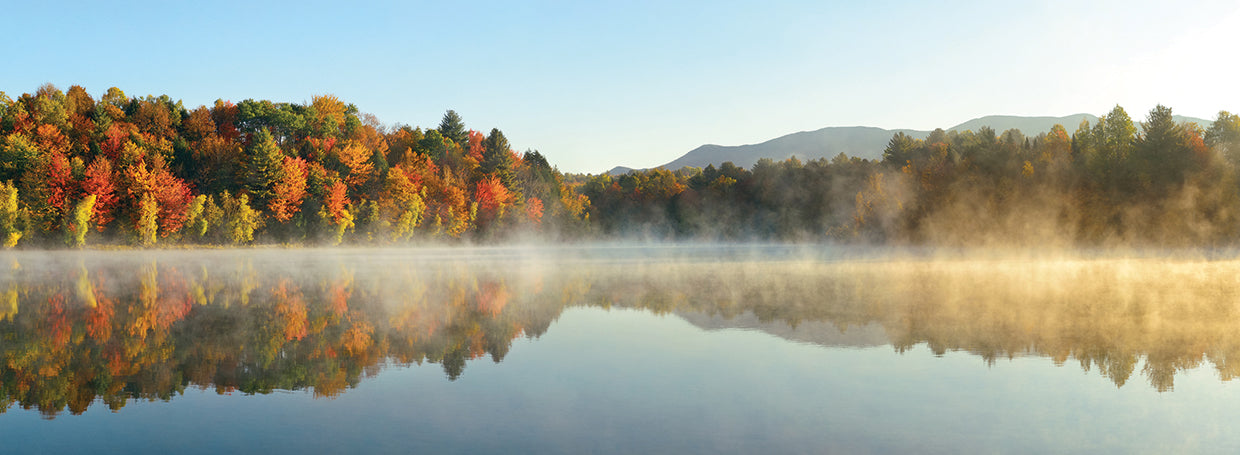 Foggy Forest New England