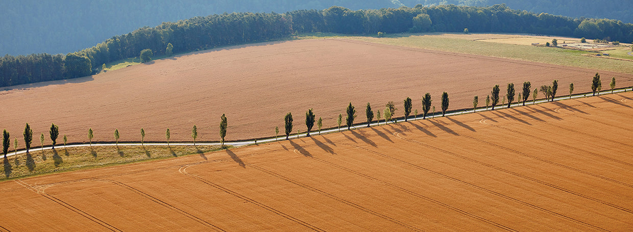 Campos de cosecha de Alemania Lienzo