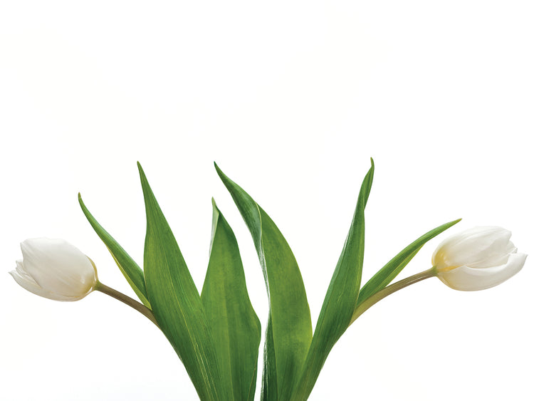 Lado a lado tulipanes blancos Lienzo