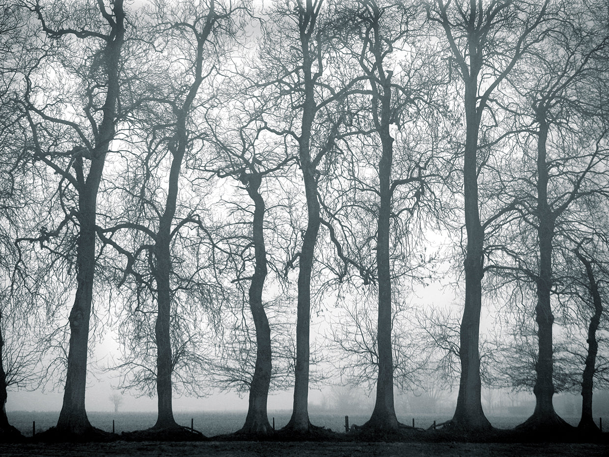 Silver Mists