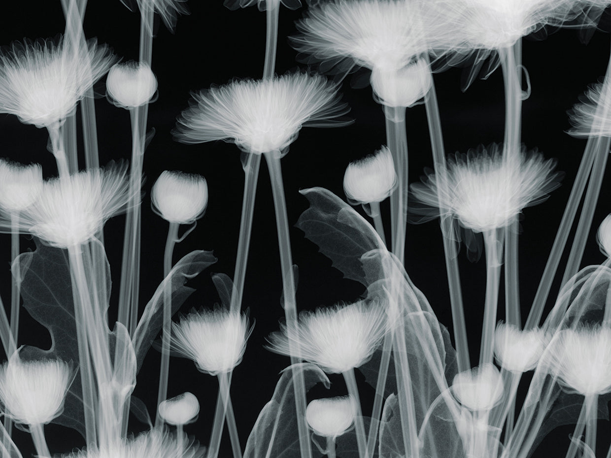 Chrysanthemum Furore