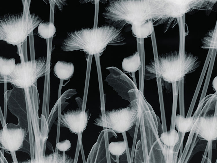 Chrysanthemum Furore