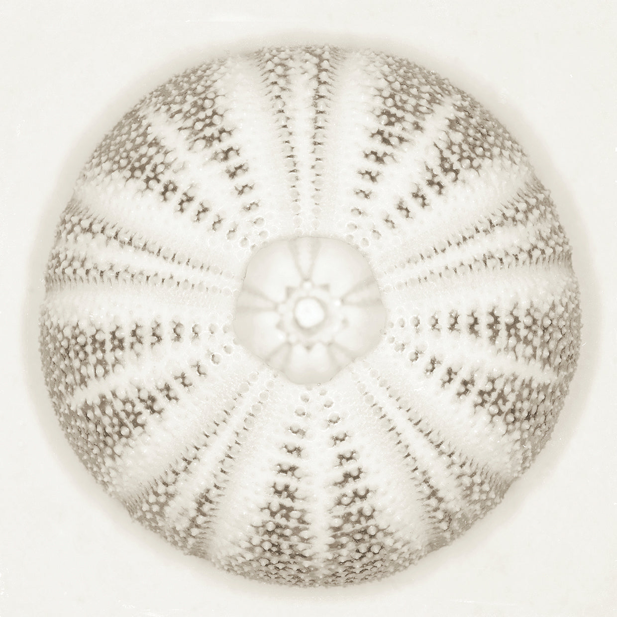 Sea Urchin Alabaster