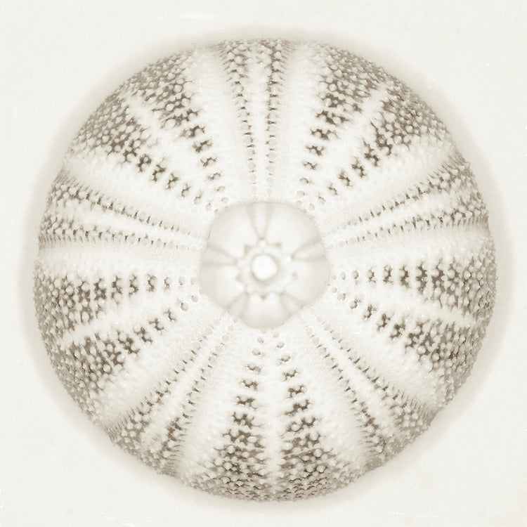 Sea Urchin Alabaster