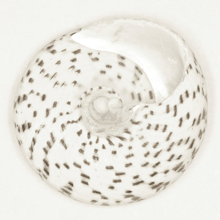 Sea Urchin Mushroom Troca