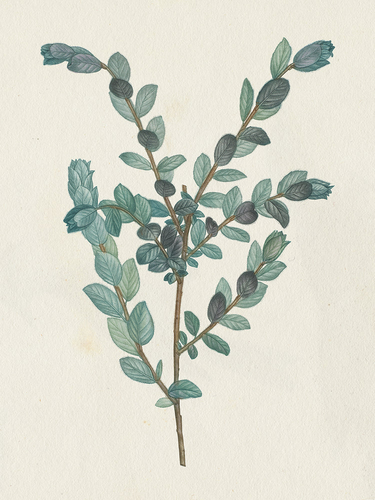 Victorian Garden Greenery II