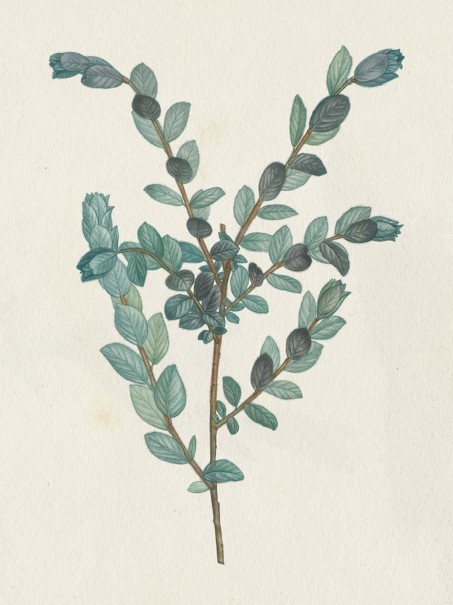 Victorian Garden Greenery II