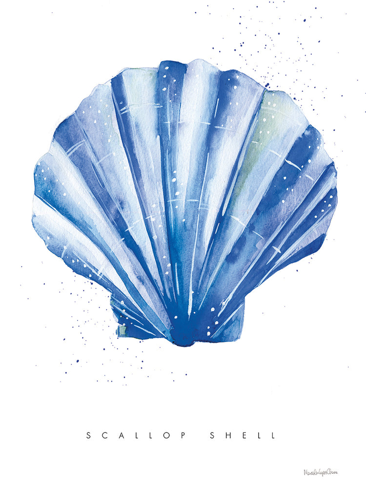 Scallop Shell
