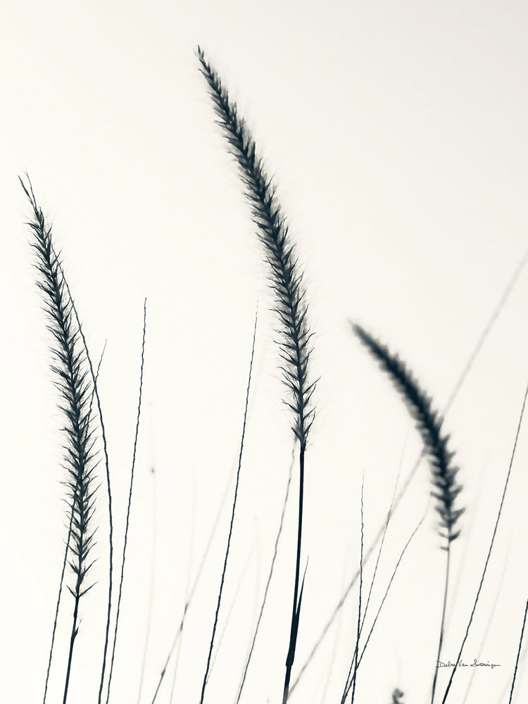 Field Grasses IV BW Crop