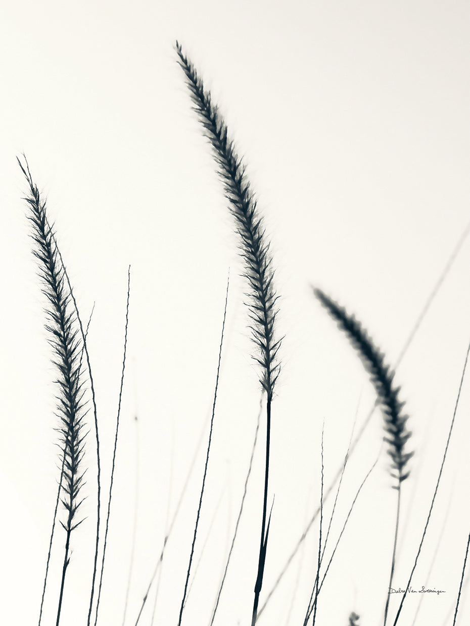 Field Grasses IV BW Crop