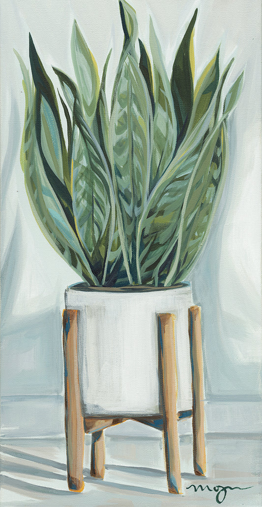 Potted Snake Plant Canvas Print