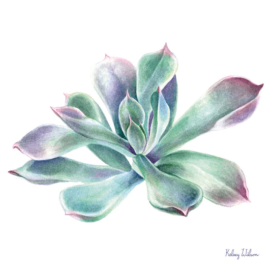 Single Succulents III Canvas Print