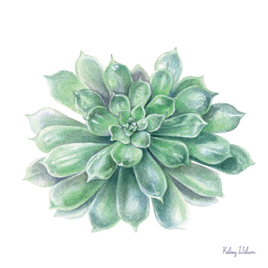Single Succulents IV Canvas Print