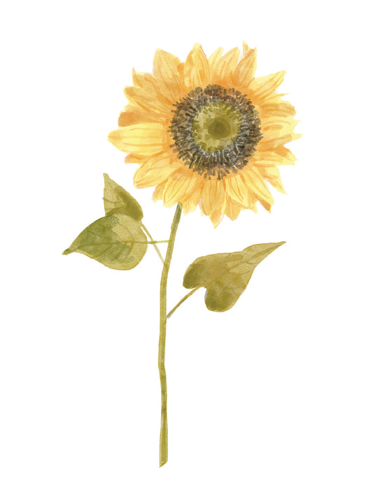 Single Sunflower portrait I