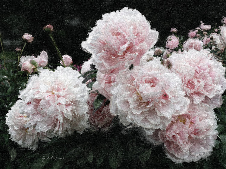 Peony Poetry I