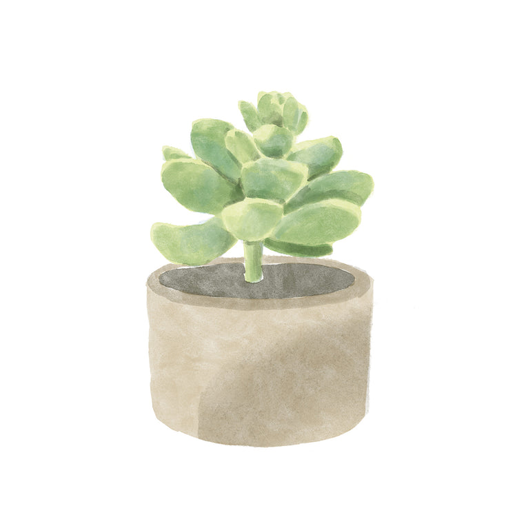 Suculenta simple II Lienzo