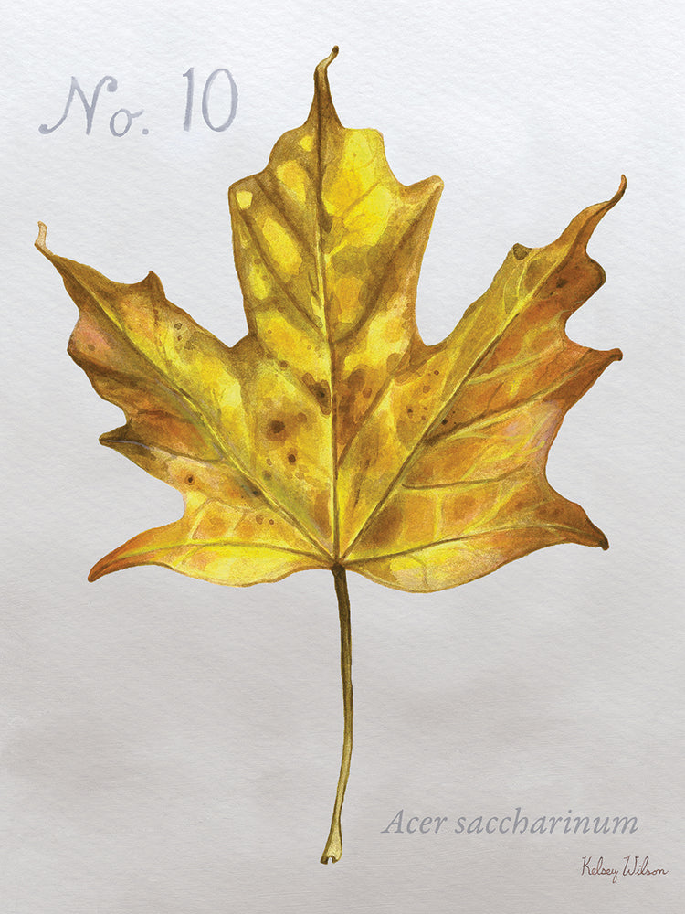 Autumn Leaves on Gray I-Maple