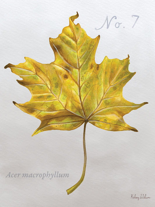 Autumn Leaves on Gray II-Maple 2 Canvas Print