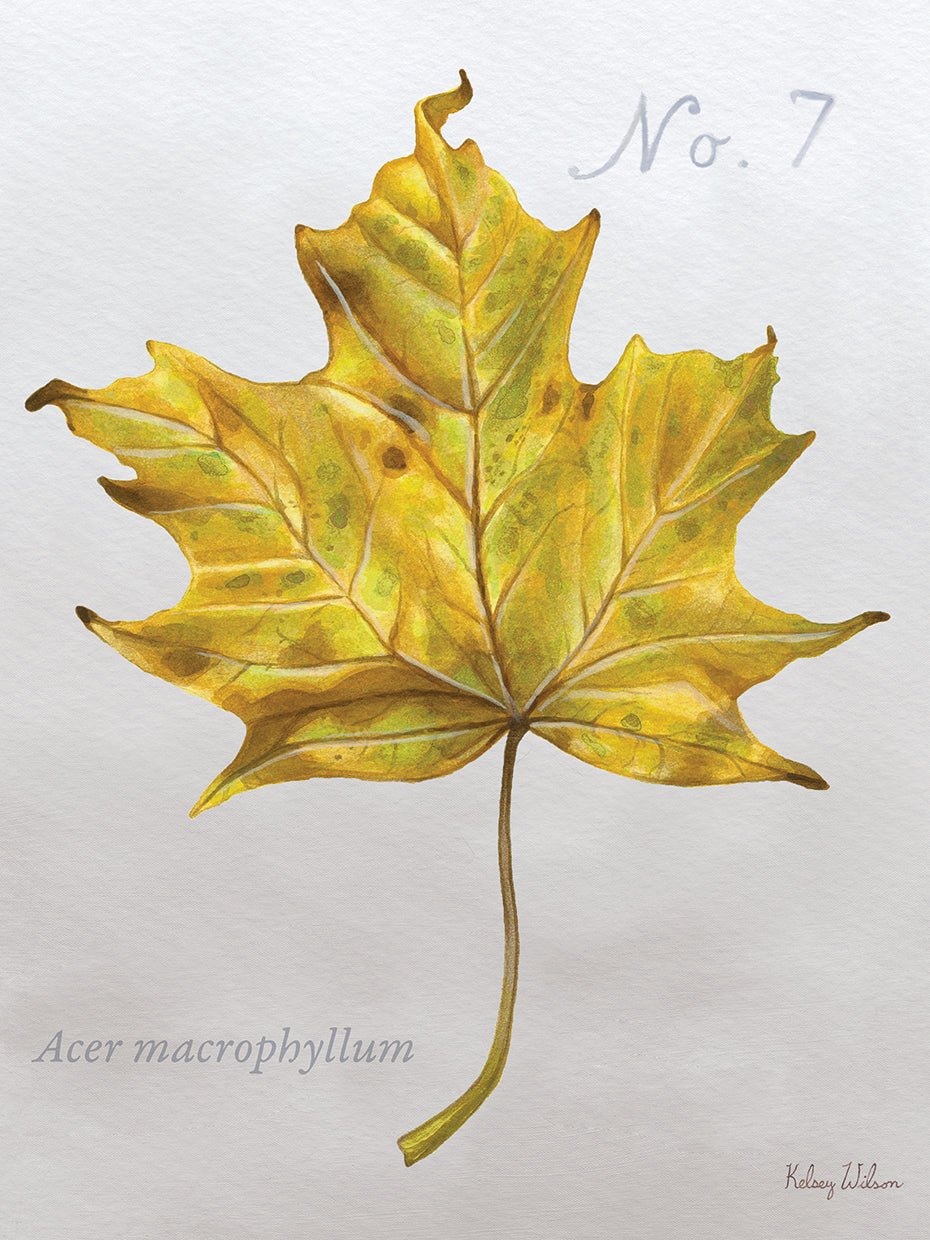 Autumn Leaves on Gray II-Maple 2