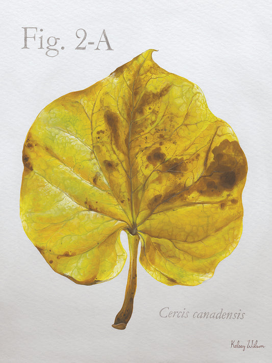 Autumn Leaves on Gray IV-Redbud Canvas Print