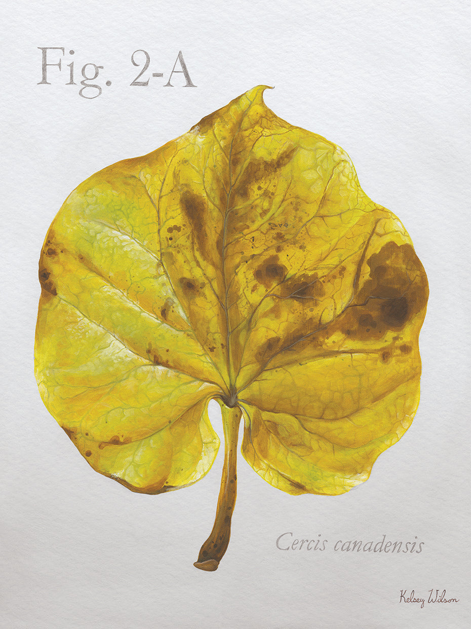 Autumn Leaves on Gray IV-Redbud
