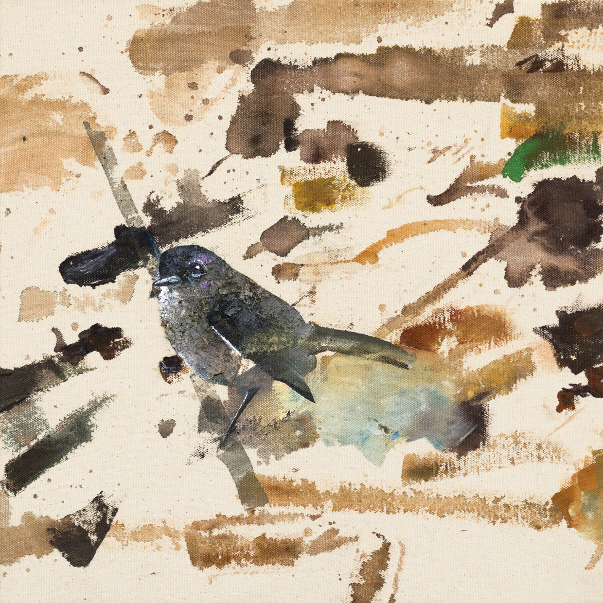 Wheatear