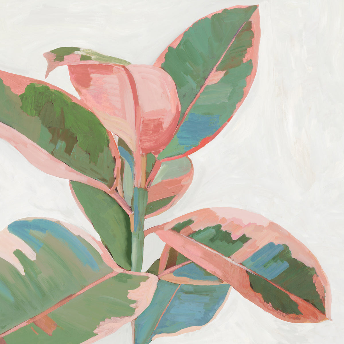 Pink Ficus I