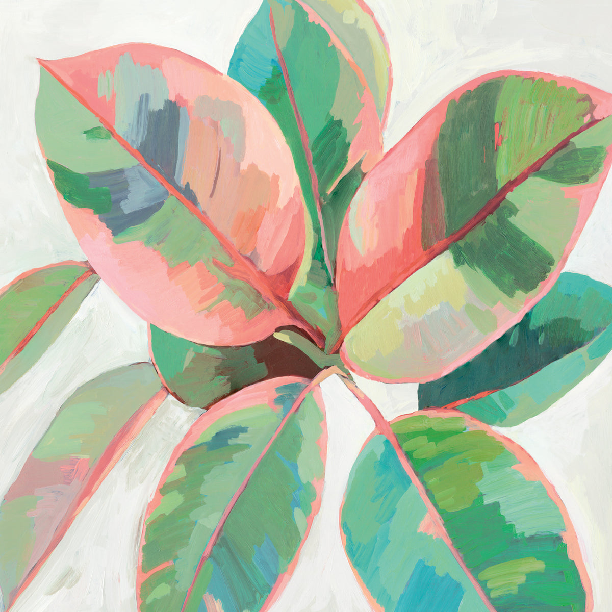 Pink Ficus II