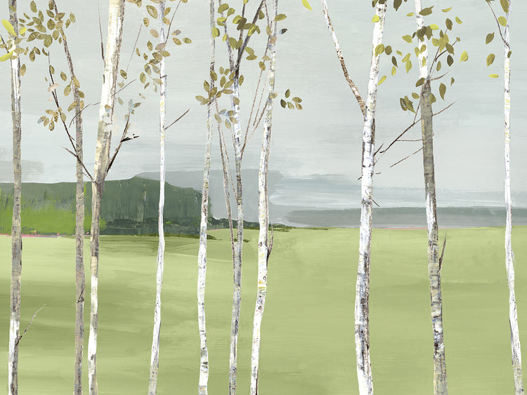 Birch Valley