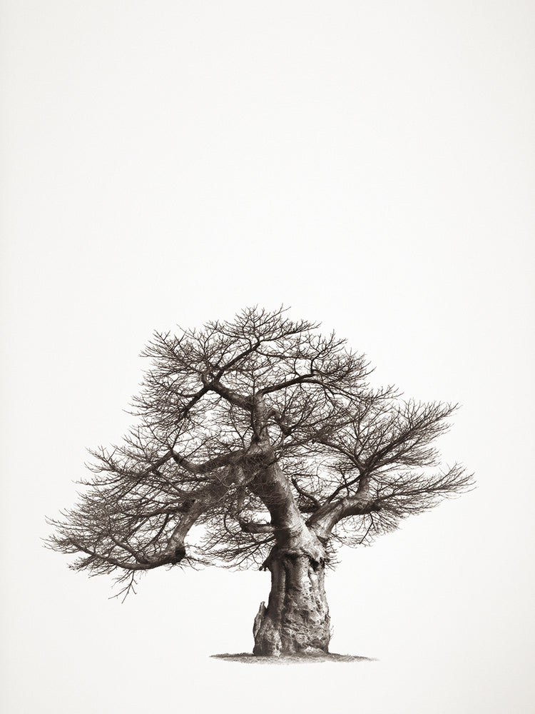 Baobab Tree I