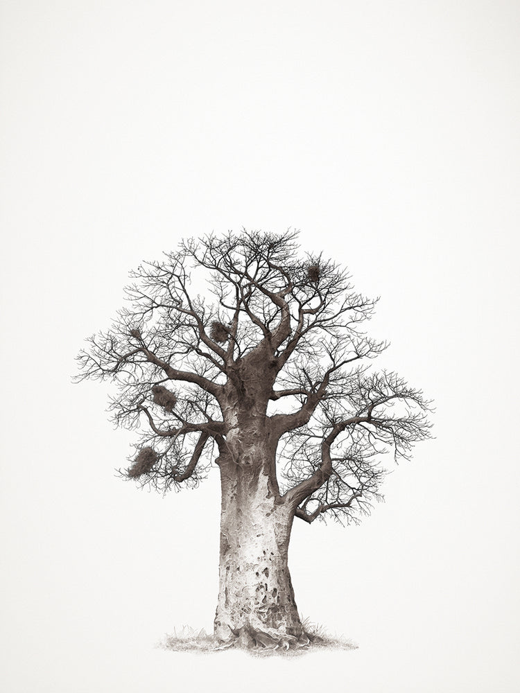 Baobab Tree III