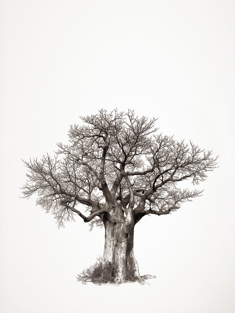 Baobab Tree V