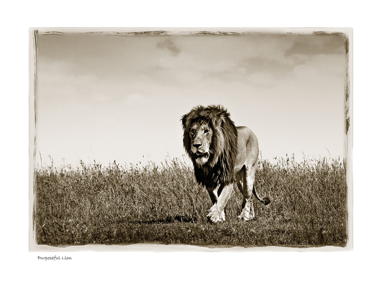 Purposful Lion