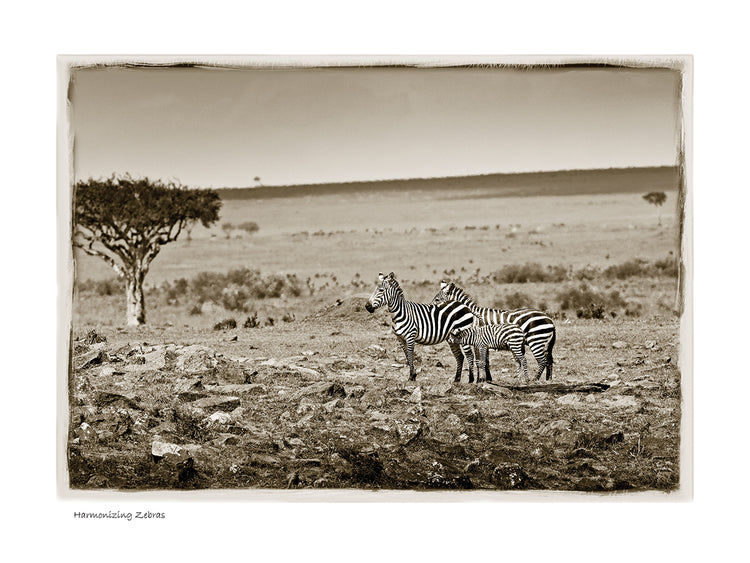 Armonizando a la familia Zebra Lienzo
