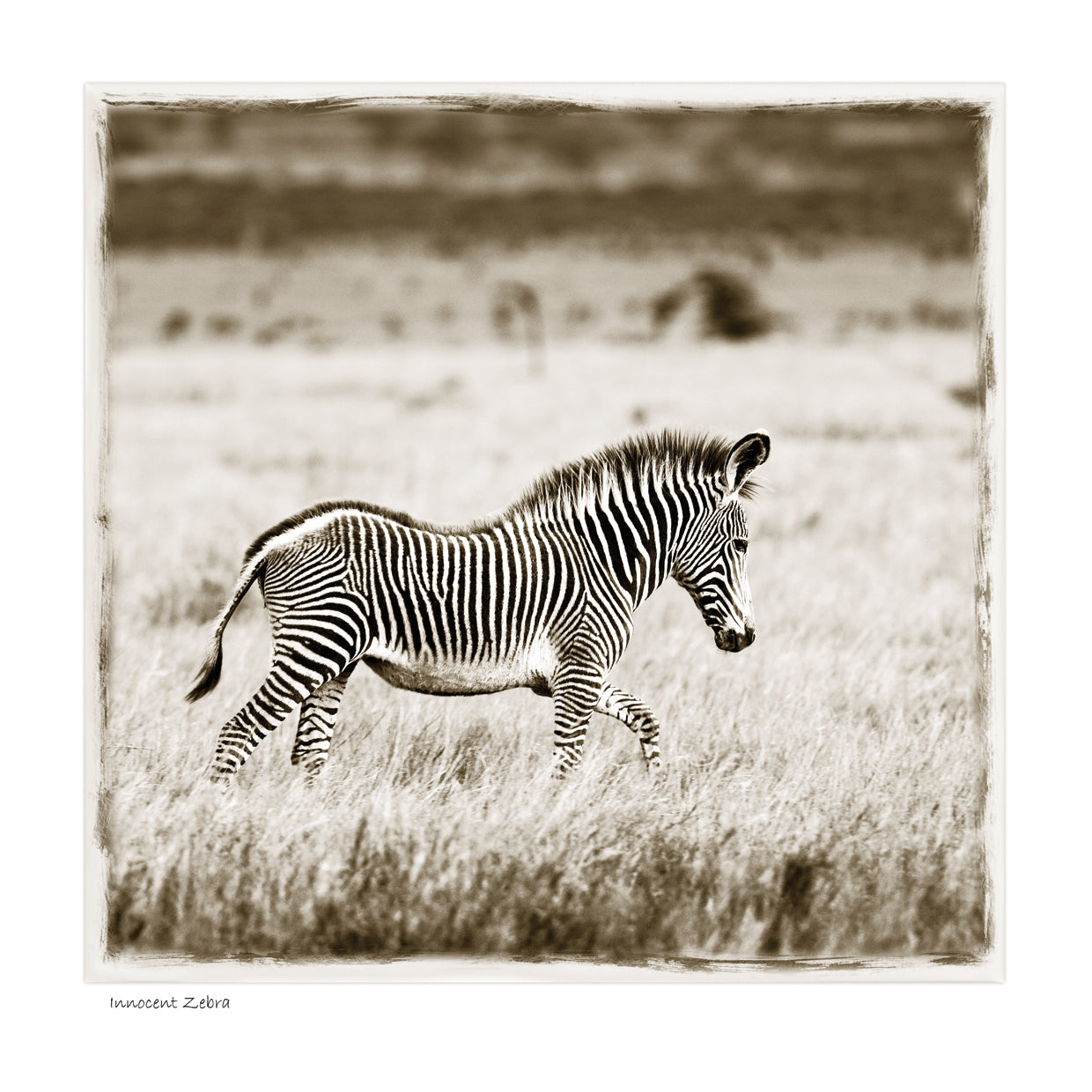 Innocent Zebra