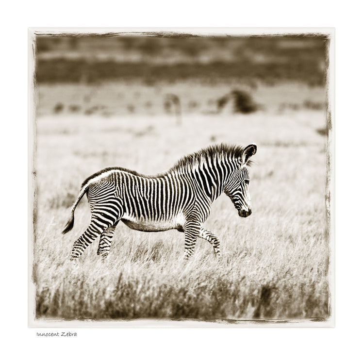 Innocent Zebra