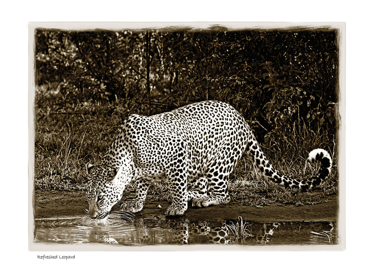 Refreshed Leopard