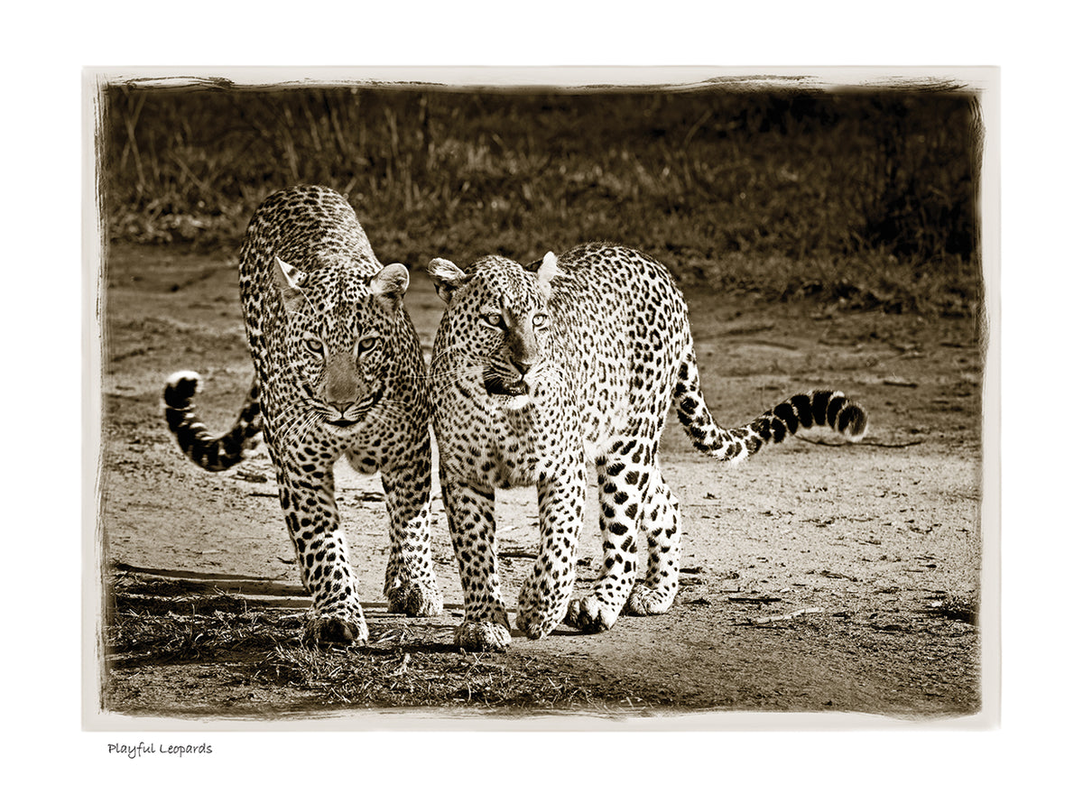 Playful Leopards