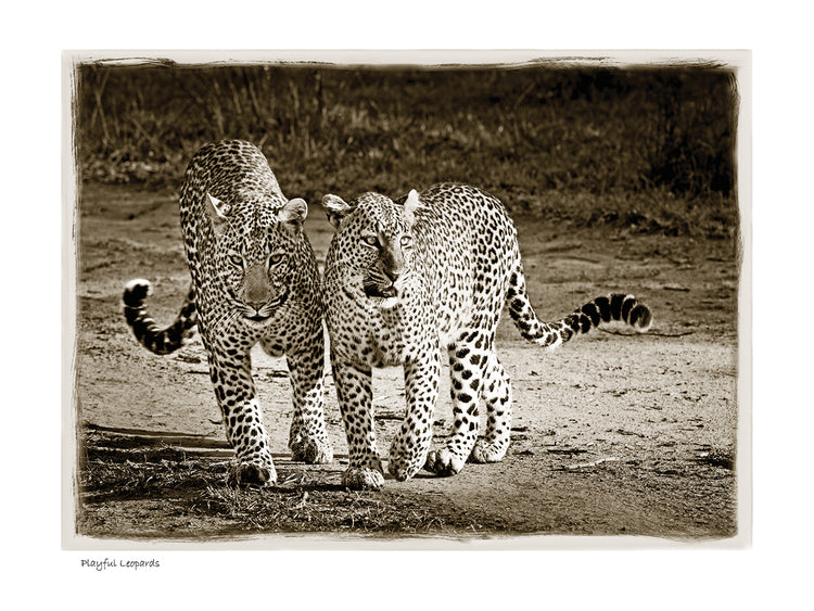 Playful Leopards