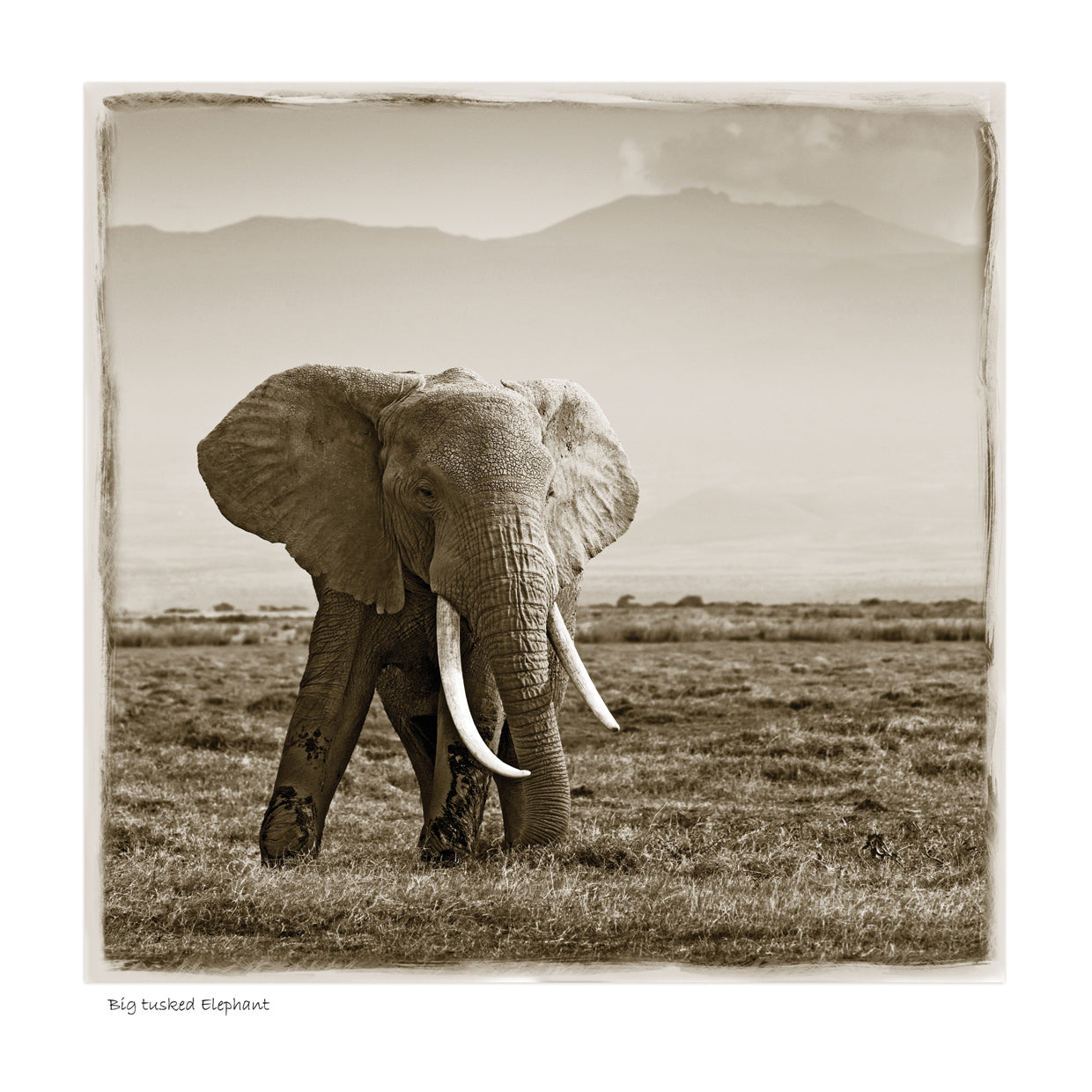 Big Tusked Elephant
