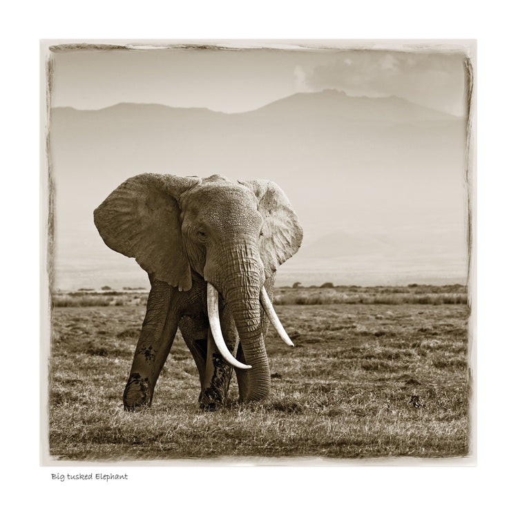 Big Tusked Elephant