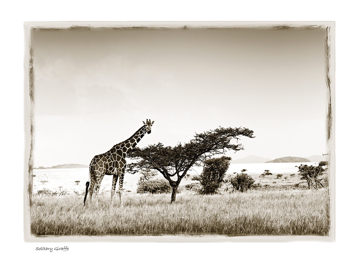 Solitary Giraffe