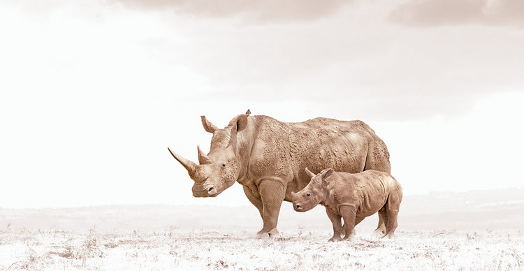 Rhino Mom's Love
