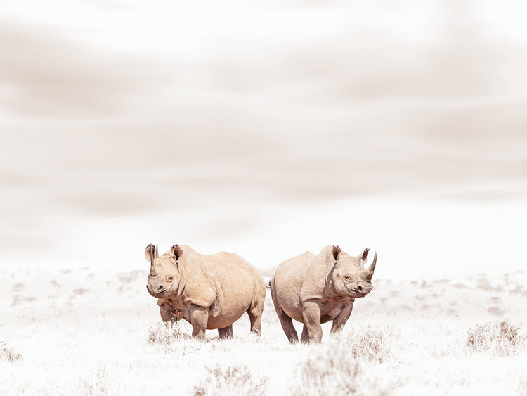 Rhino Duo