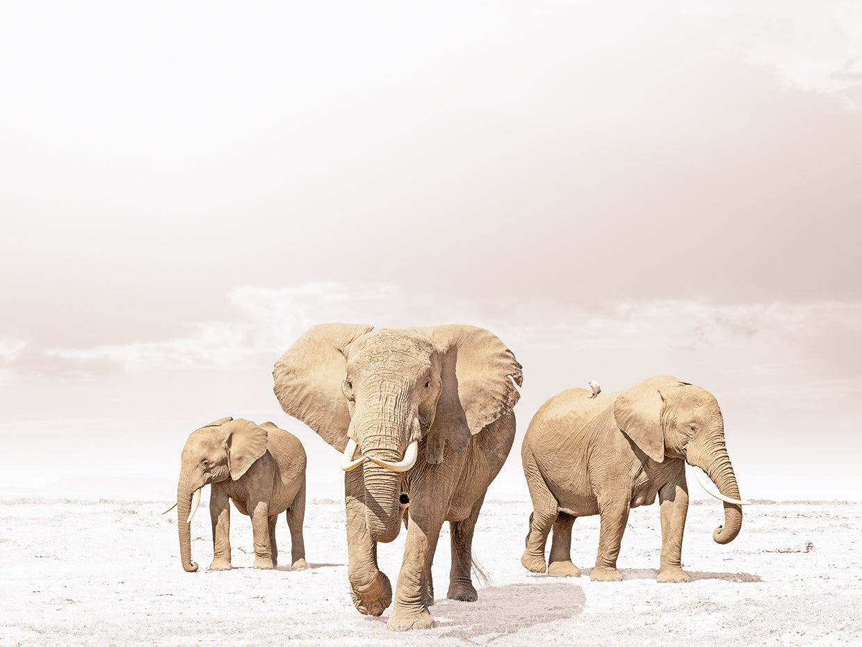 Three Elephant Family